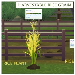 ✨🌾✨ Rice Grain by icemunmun Spanish Translation -ES ✨