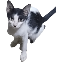 JokaCraft logo