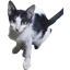 JokaCraft logo