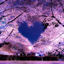 The Sakura SMP logo