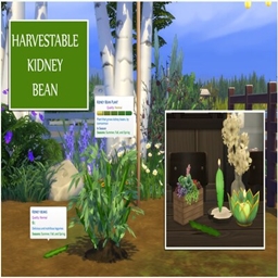 KIDNEY BEANS Harvestable By icemunmun | Chinese Translation - Files ...