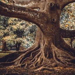 Roots Of Vanila project image