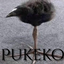 Pukeko (DAYUM) logo