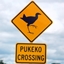 Pukeko not Plumbird logo
