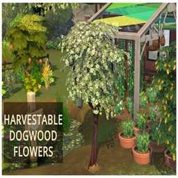 Dogwood Flowers Harvestable By icemunmun | Chinese Translation