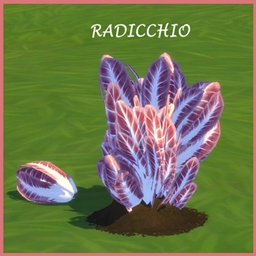 RADICCHIO Harvestable By icemunmun | Chinese Translation