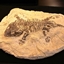 Custom Fossils Archeology logo