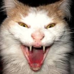 Scary Cats logo