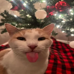 Christmas Time Festivities