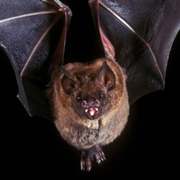 Immersive Vampirism logo