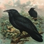 Quack's  Server Pack logo