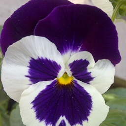 Hybrid Pansy project image