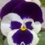 Hybrid Pansy logo
