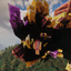 Skint Dragon (Heart of Universe) logo