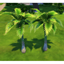 Deck The Palms Palm Tree (Early Unlock) logo