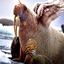 Project Stealth Walrus logo