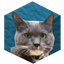 PCDJammies logo