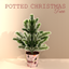 Kaziecc ~ Potted Christmas Tree logo