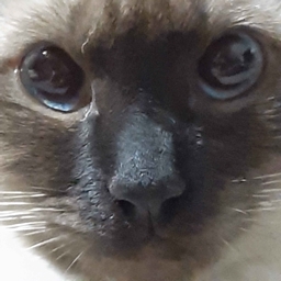 queso derretido