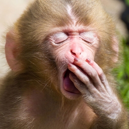Eepy Monkeys project image