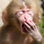 Eepy Monkeys logo