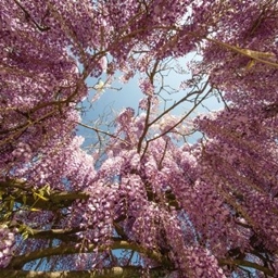 World of Wisteria logo