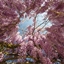 World of Wisteria logo