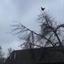 Chicken In Tree Scream Sound logo