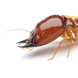 Termite Origin logo