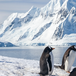 Antartica biome addon logo