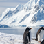 Antartica biome addon logo