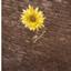 Sunflower Wall Decals logo