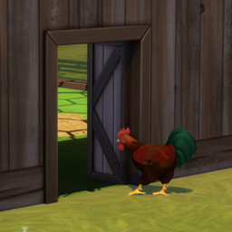 Chickens Can Use Pet Doors project image