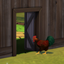 Chickens Can Use Pet Doors logo