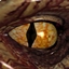 Weeknight_Mons Ultimate Edition logo