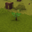 Saplings From Trees logo