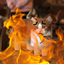 Cat+Fox Spawn Effects logo