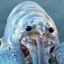 Blue Lobster arriving logo