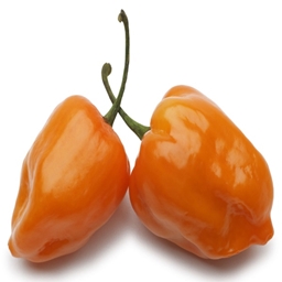 Slightly Spicy project image