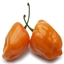 Slightly Spicy logo