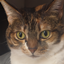 MeowAddon logo