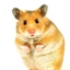 hamster rpg  logo