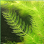 Wilderok logo