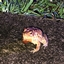 The Frog Warfare Pack logo