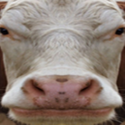 Realistic Cow logo