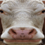 Realistic Cow logo