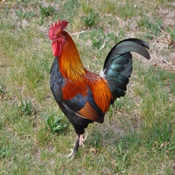 Roosters Adventure 3 project image