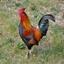 Roosters Adventure 3 logo