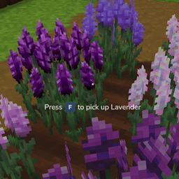 Colorful Lavender project image
