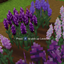 Colorful Lavender logo